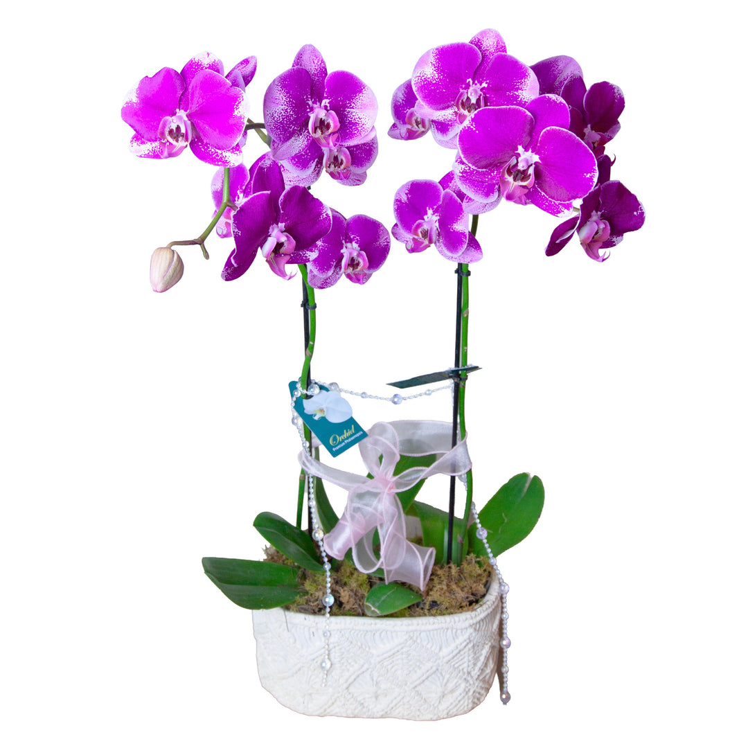Orchid Elegance Garden featuring two premium pink Phalaenopsis orchids arranged in a handcrafted waterproof planter.