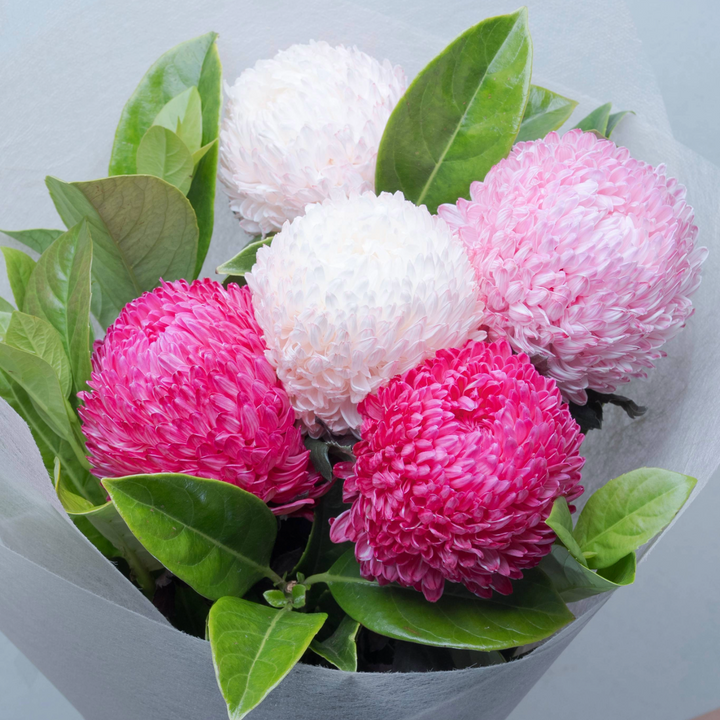 Mega Mum – Mixed Pink Disbud Bouquet | Same Day Flower Delivery Melbourne