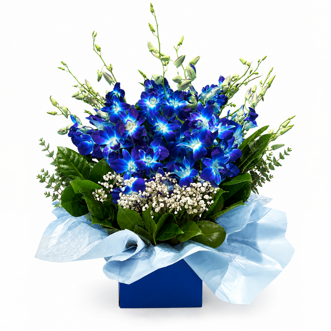 Striking blue Singapore Orchid Box Arrangement with vibrant blooms, fresh foliage, and baby's breath in a white gift box